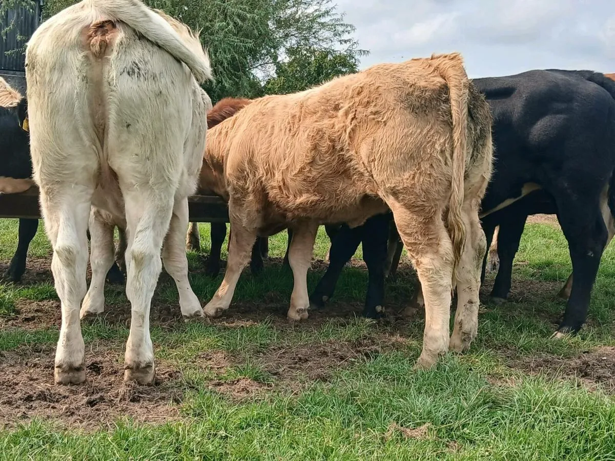 20 Super Quality Heifers - Image 3