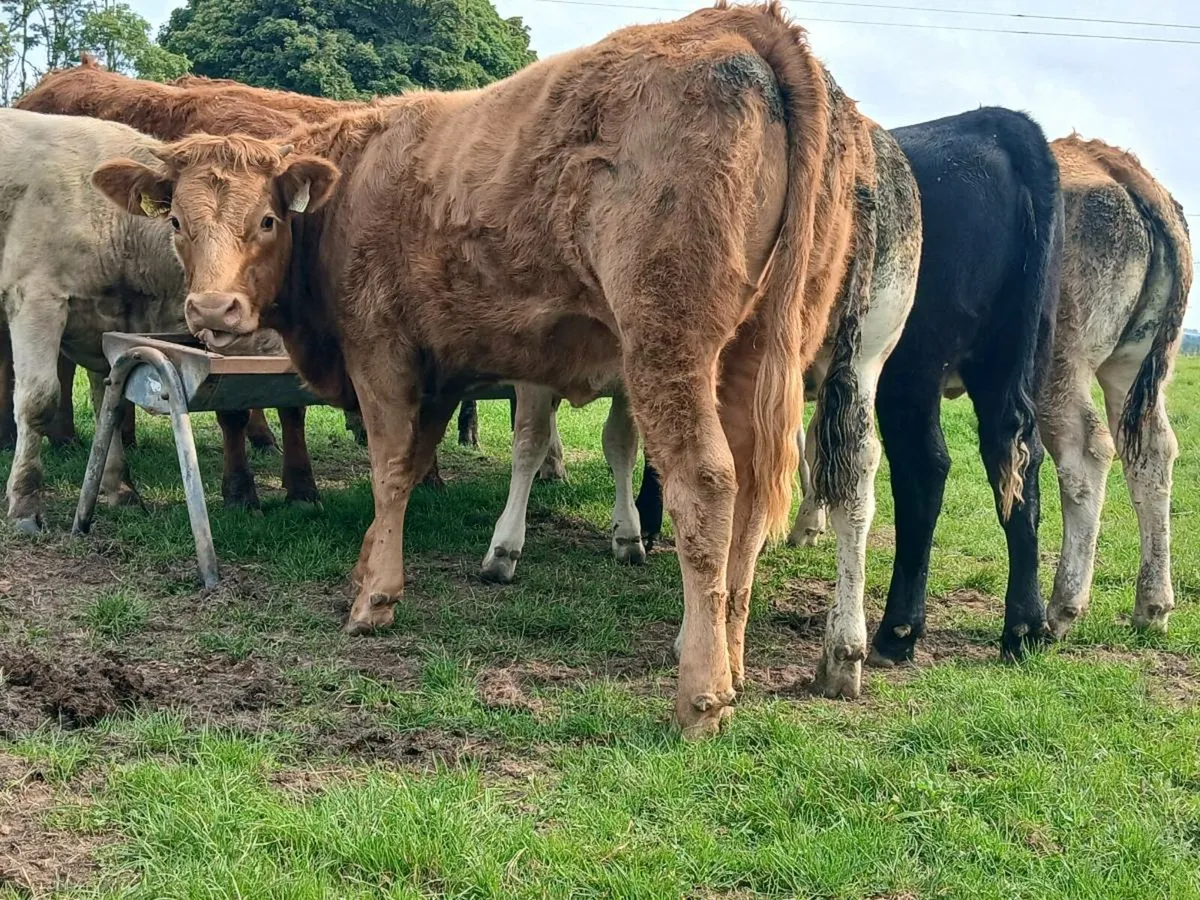 20 Super Quality Heifers - Image 4