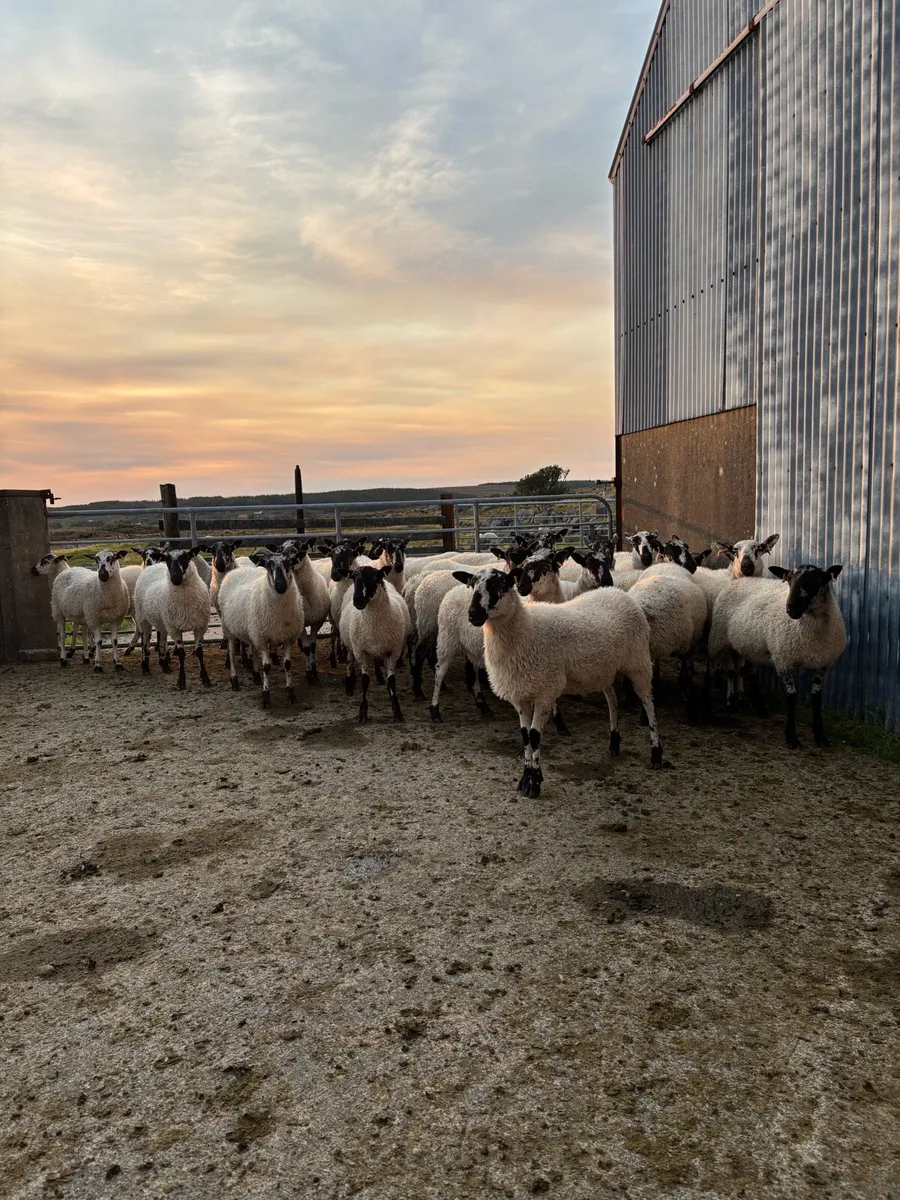 Mule hoggets - Image 1