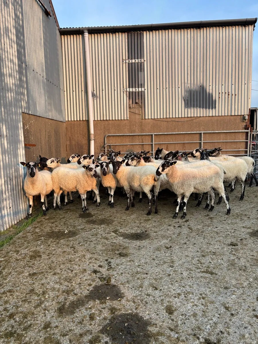 Mule hoggets - Image 2
