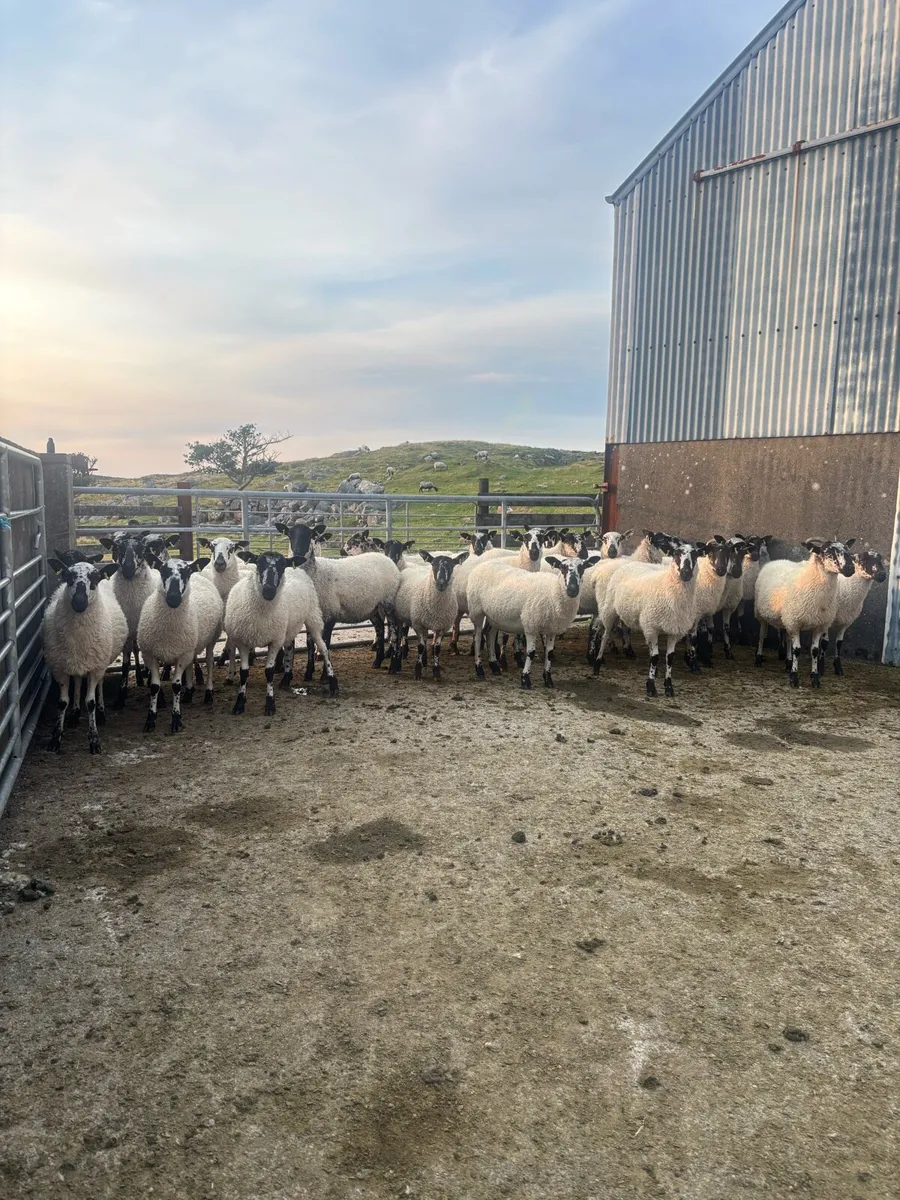 Mule hoggets - Image 3