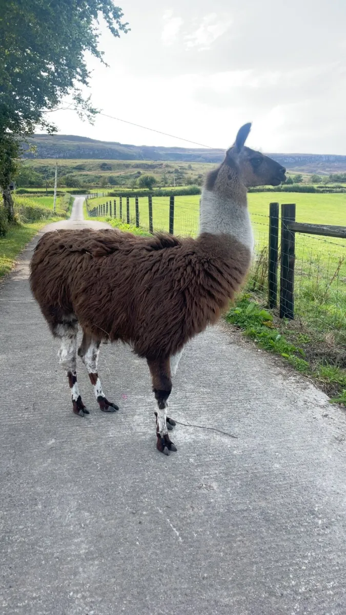 Llama - Image 3