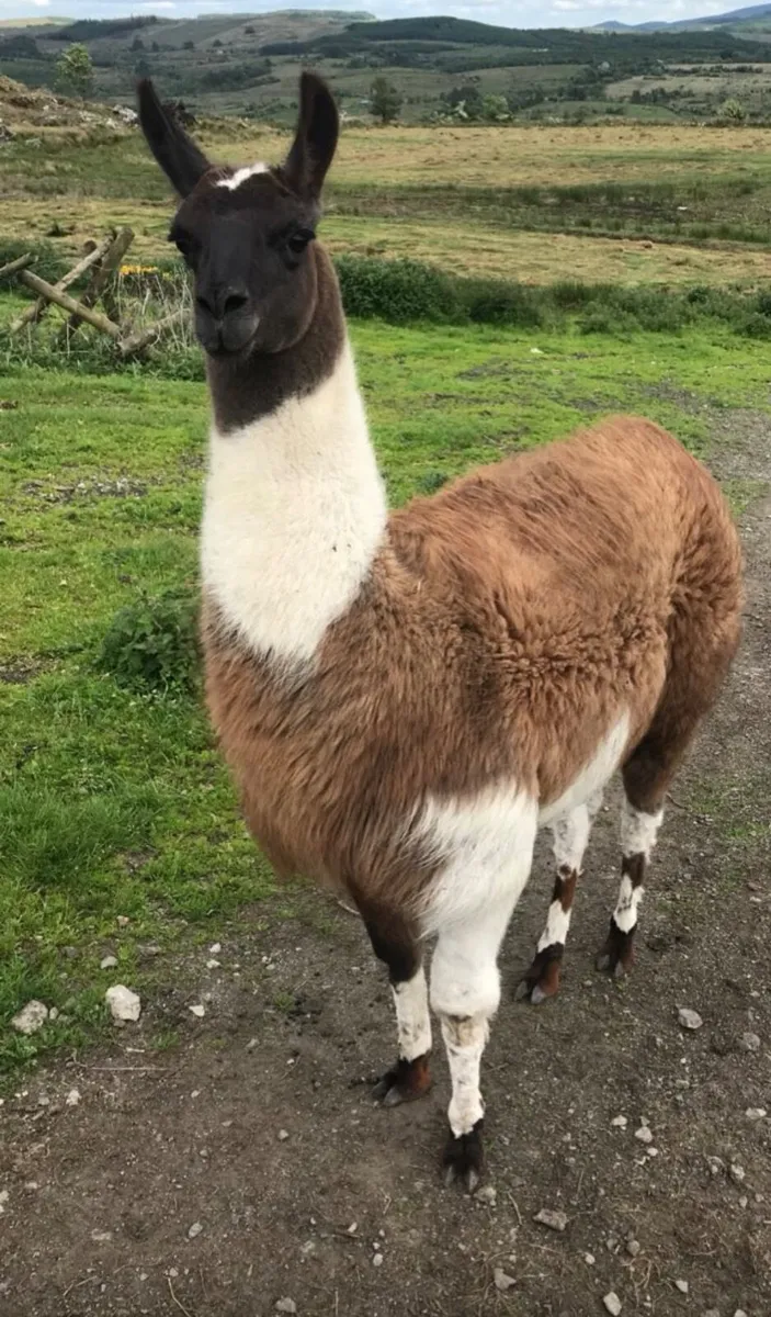 Llama - Image 2