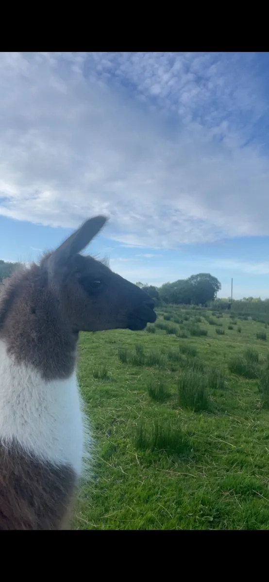 Llama - Image 4