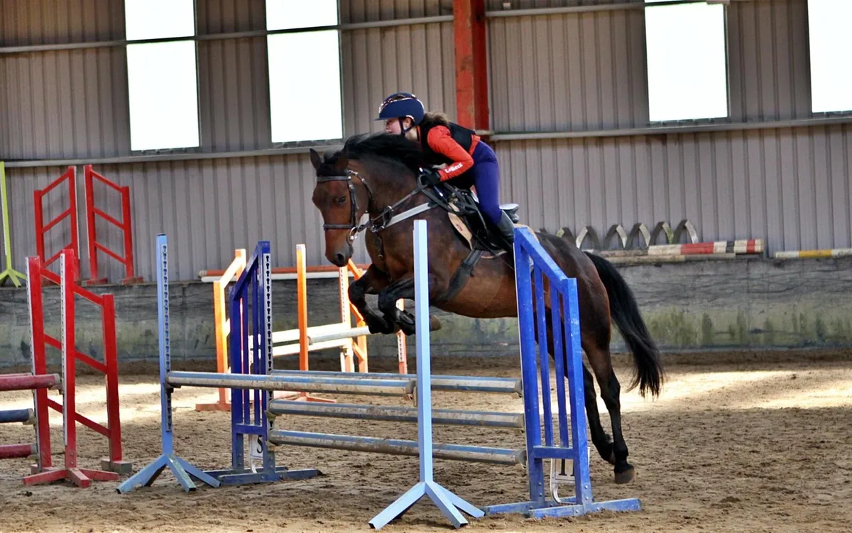 14.2hh Bay 6 yr old Connemara gelding - Image 4
