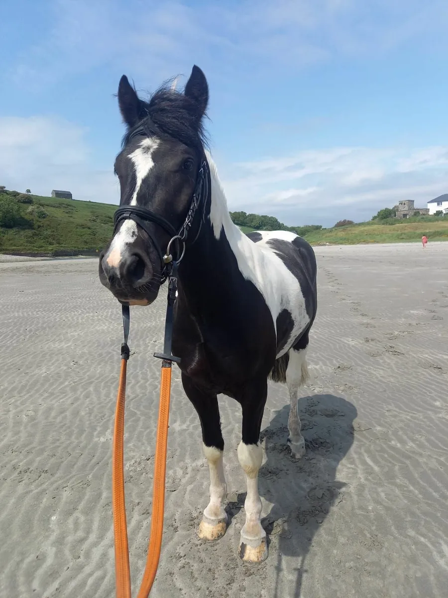 14.2hh, quality 6yr old gelding - Image 3