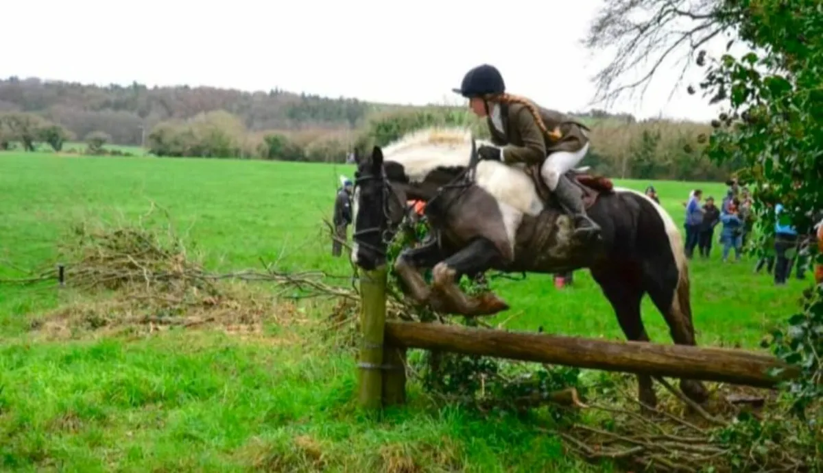 14.2hh, quality 6yr old gelding - Image 1