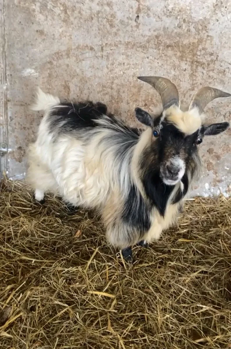 Pygmy goat buck