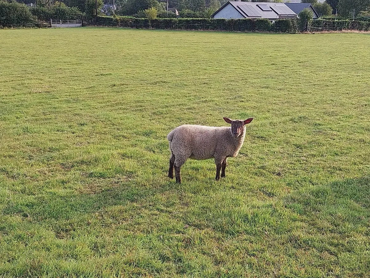 Lamb - Image 1