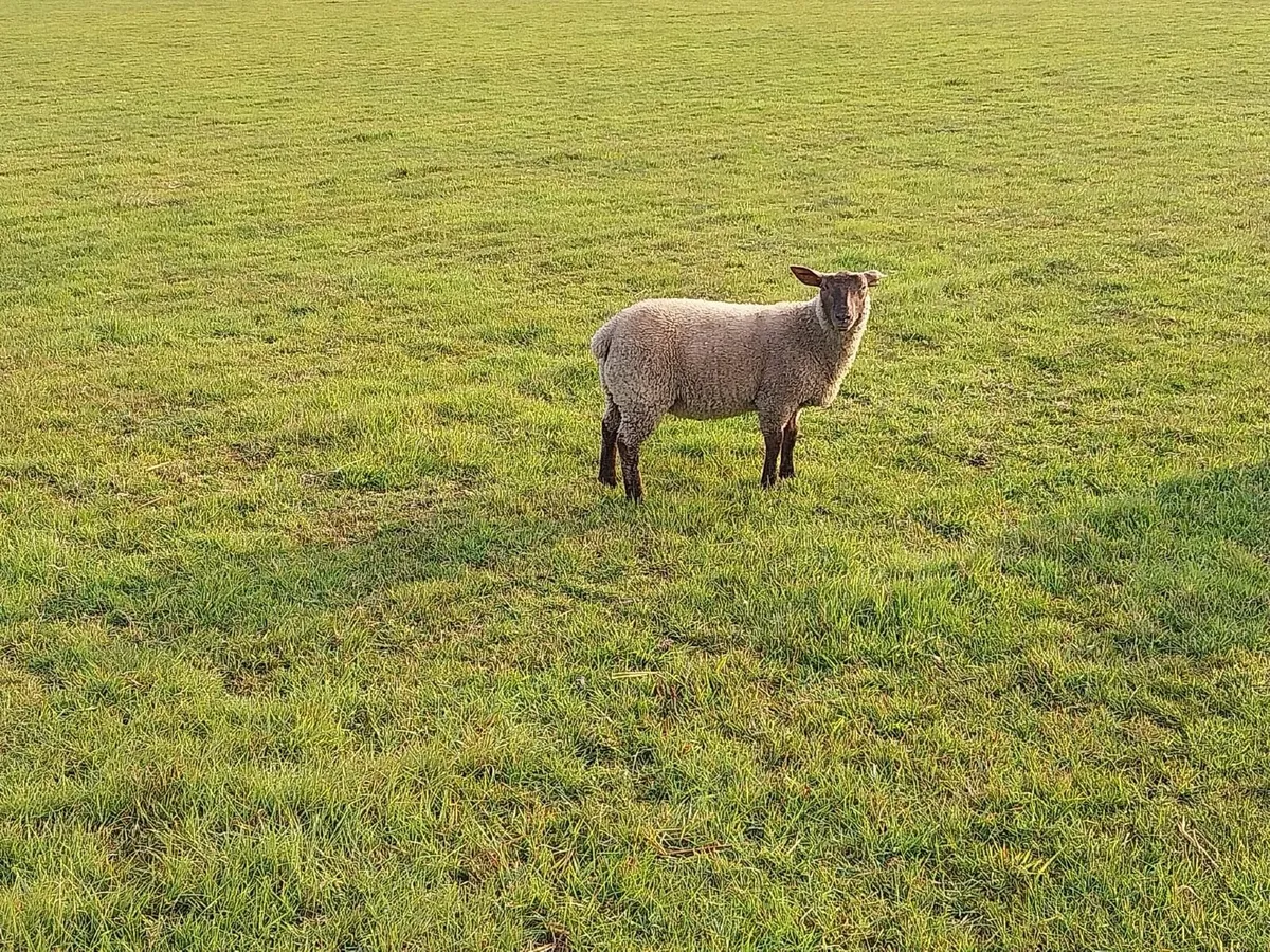 Lamb - Image 2