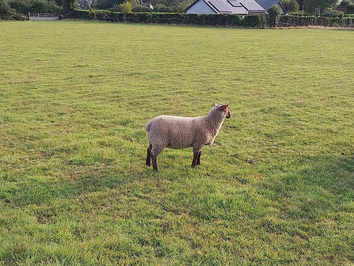 Lamb - Image 3