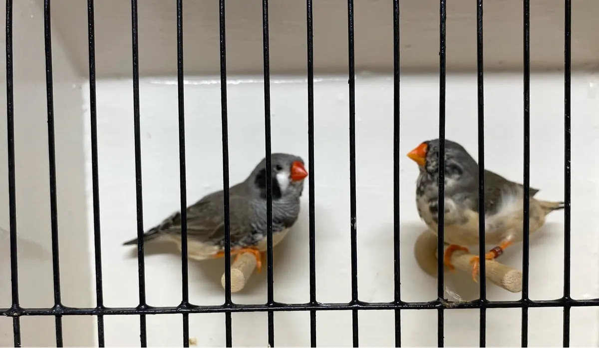 Zebra finches - Image 2