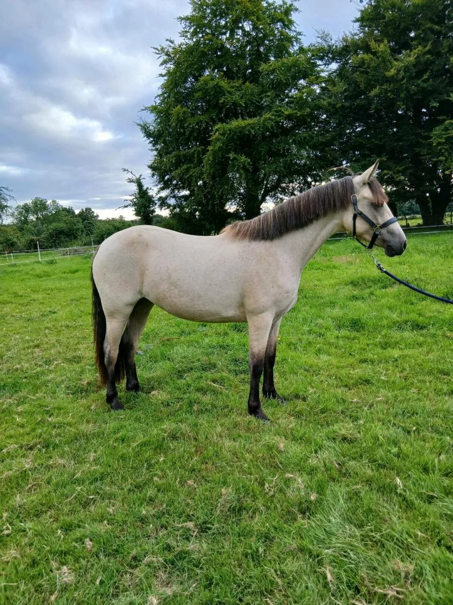 2 year old dun Connemara Filly - Image 2