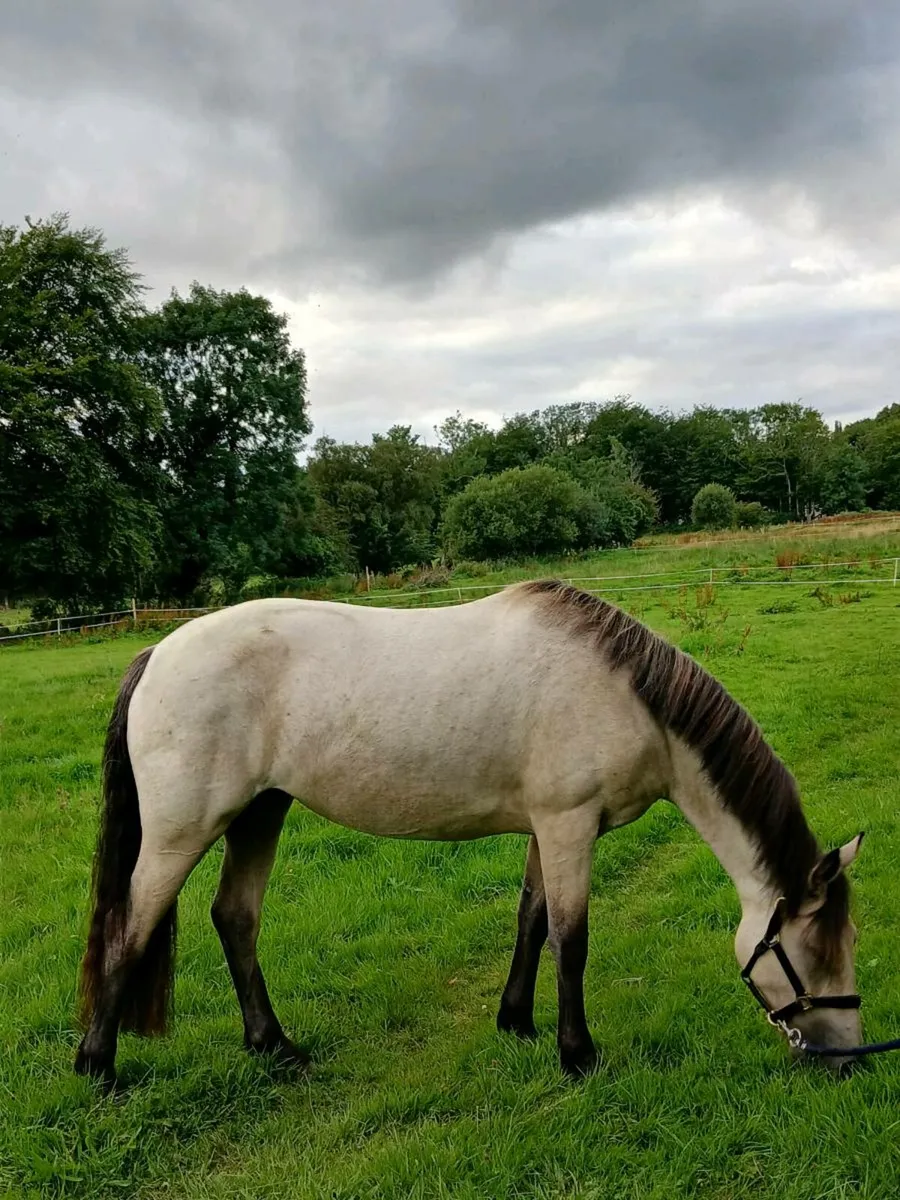 2 year old dun Connemara Filly - Image 3