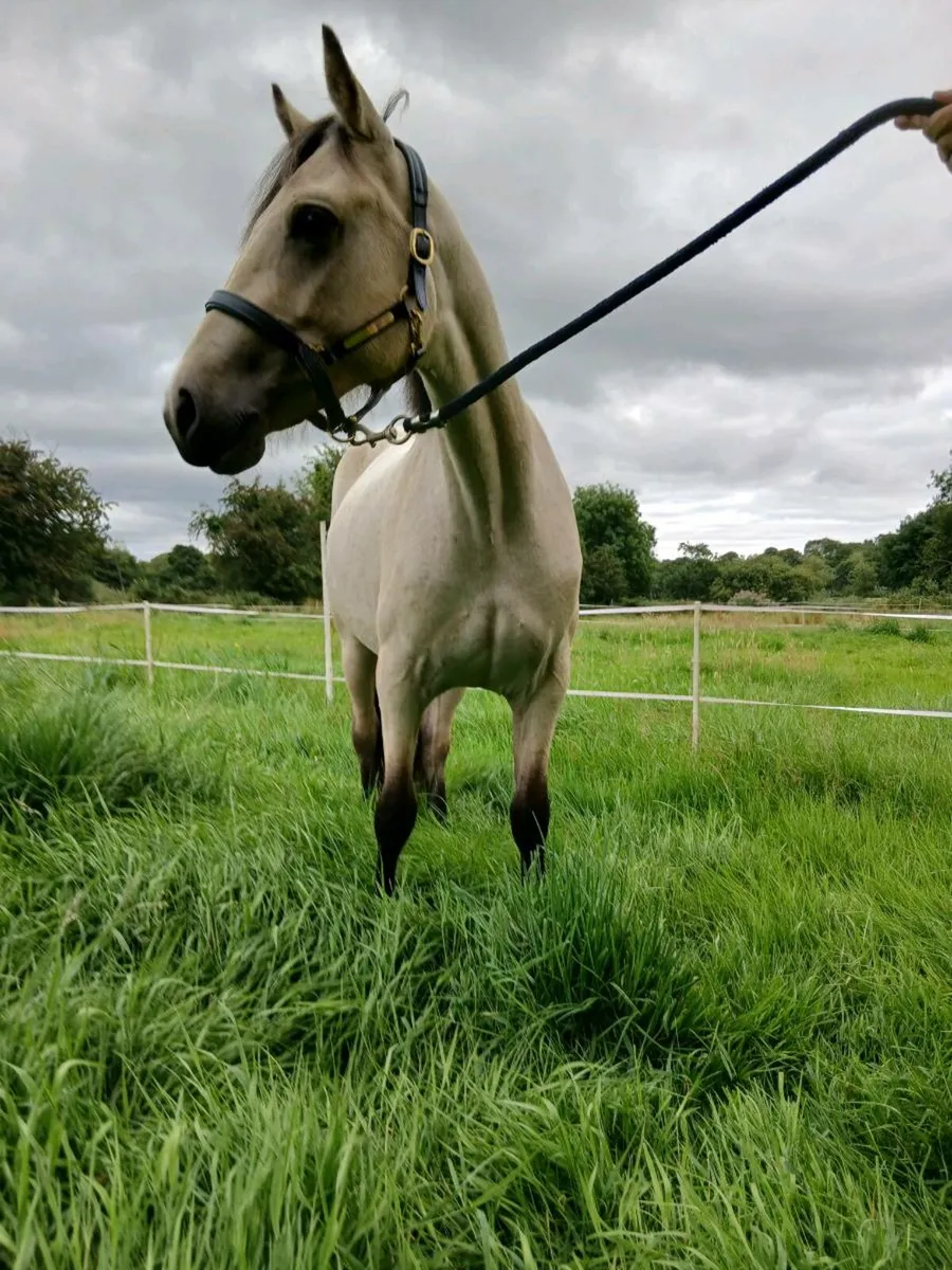 2 year old dun Connemara Filly - Image 4