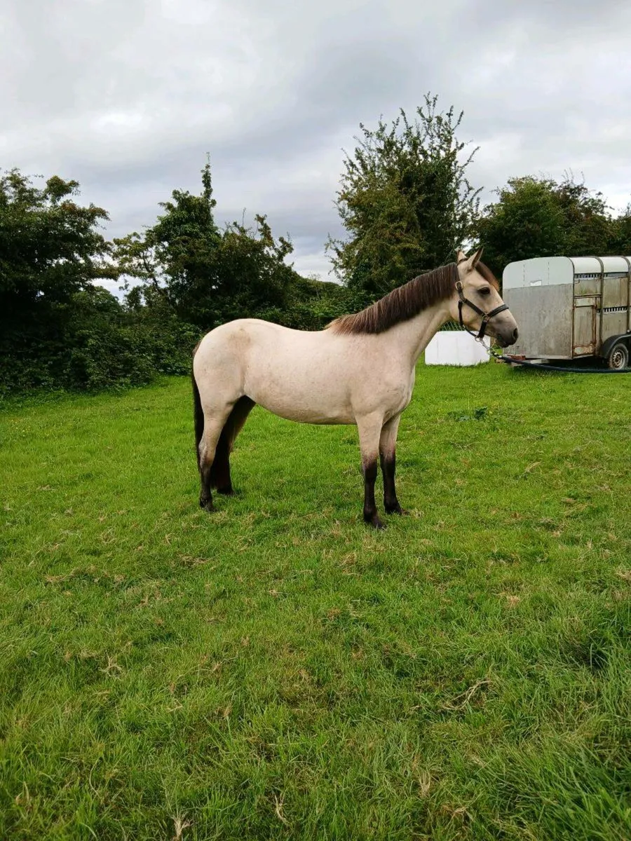 2 year old dun Connemara Filly - Image 1