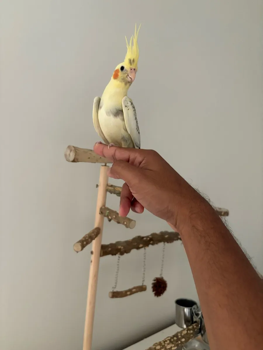 Cockatiel parrots - Image 1