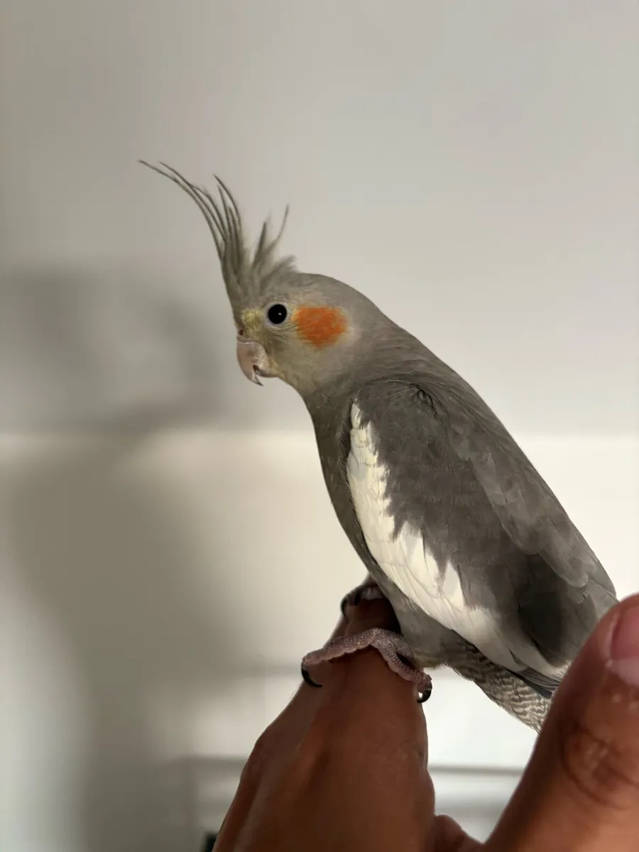 Cockatiel parrots - Image 2