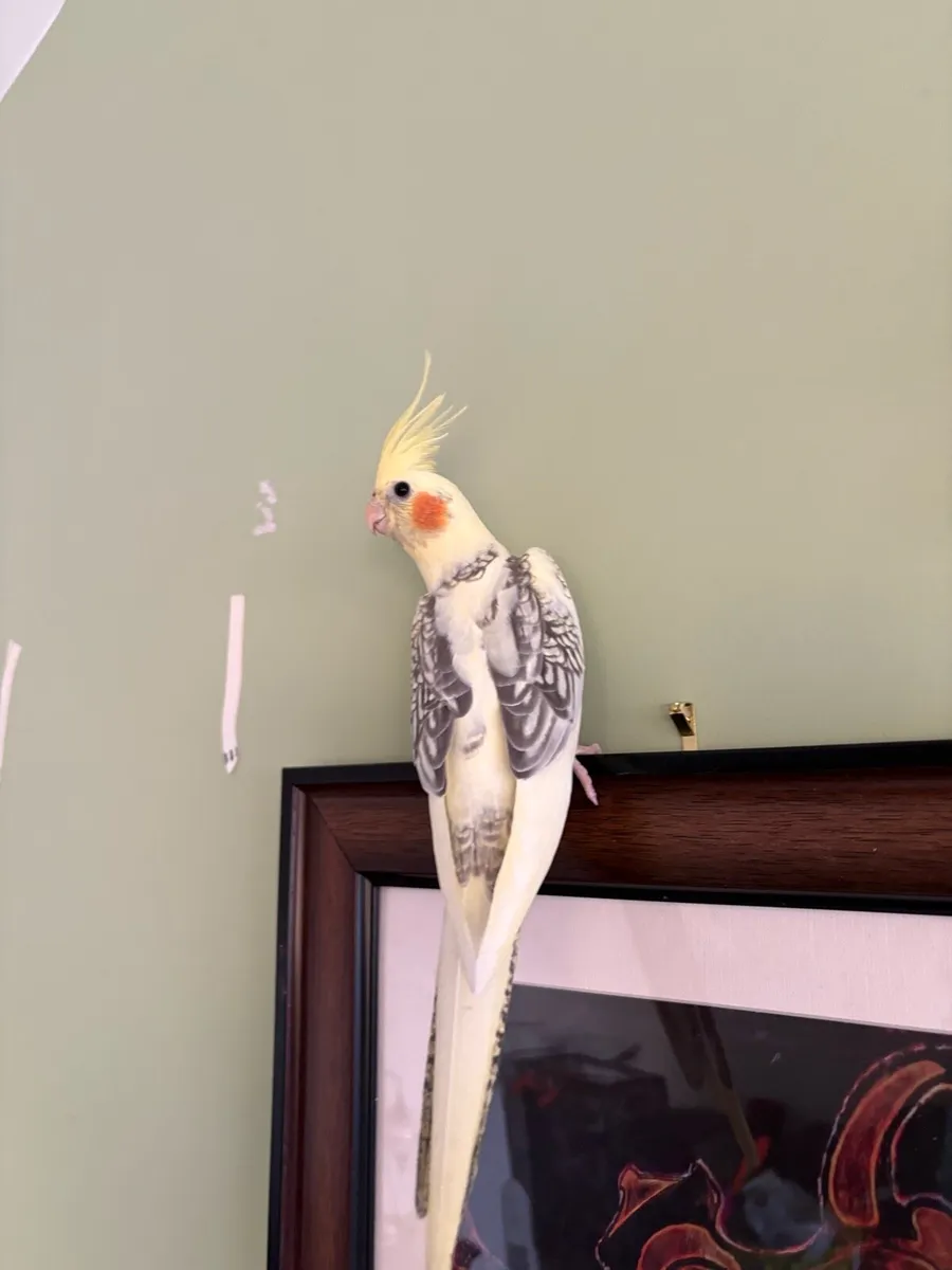 Cockatiel parrots - Image 3