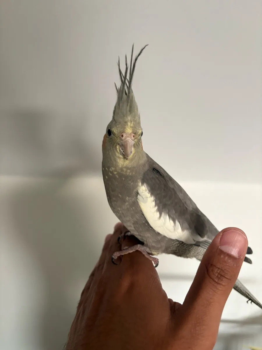 Cockatiel parrots - Image 4