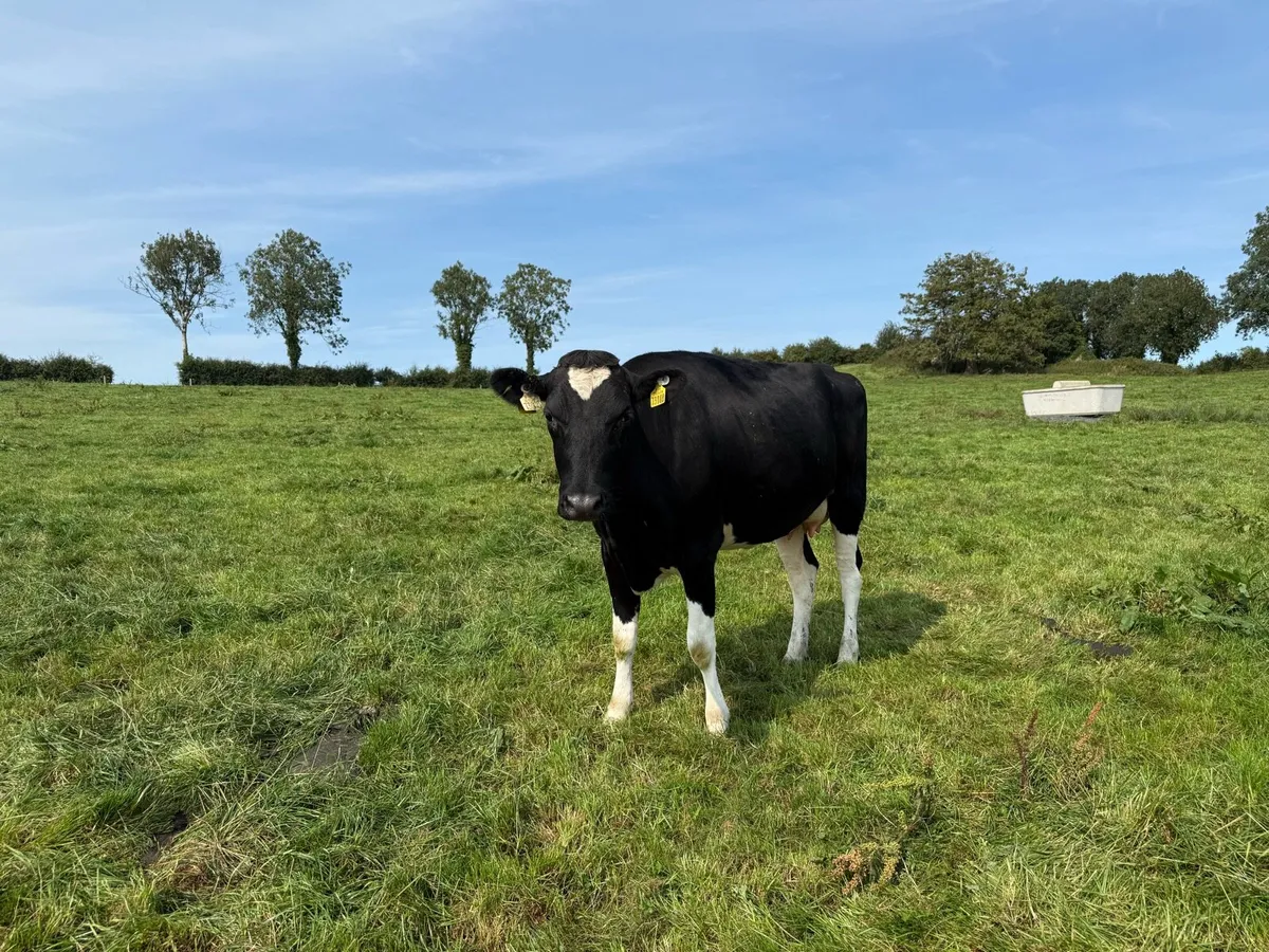 Incalf heifer - Image 1