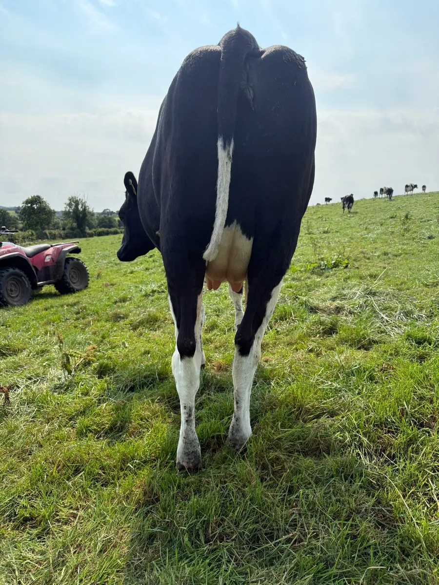Incalf heifer - Image 2