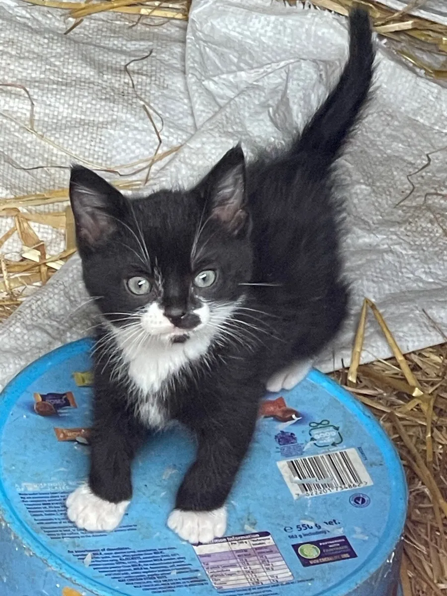 Kittens free to good home - Image 1