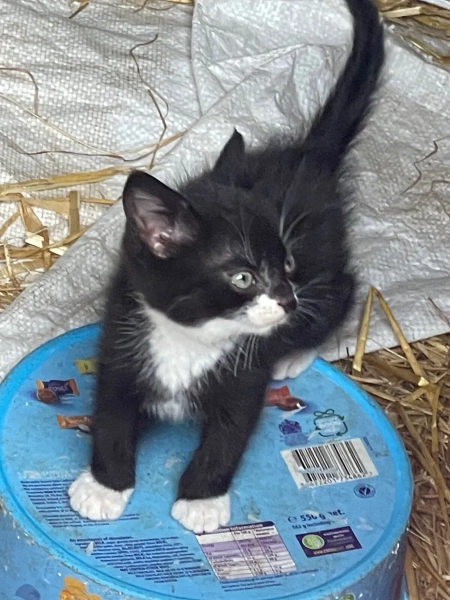 Kittens free to good home - Image 2