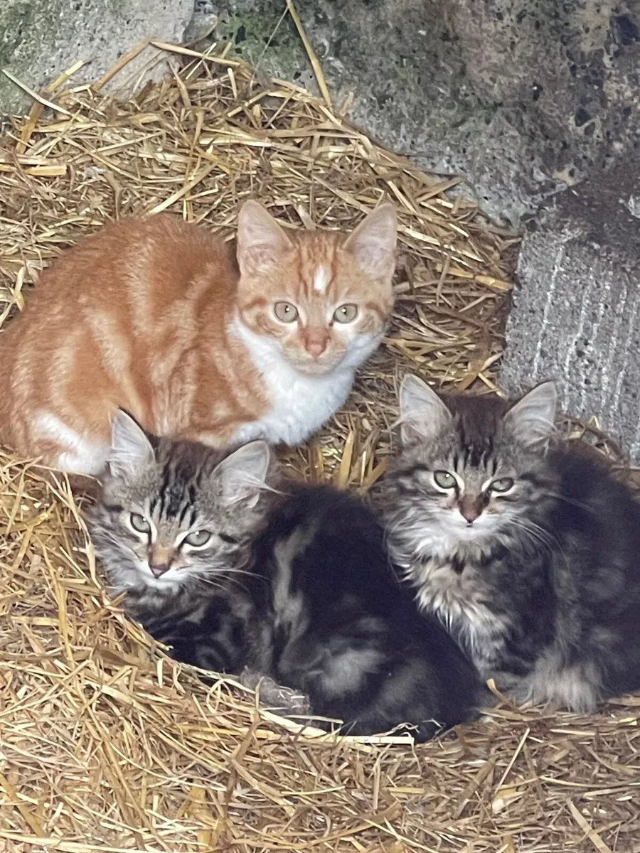 Kittens free to good home - Image 3