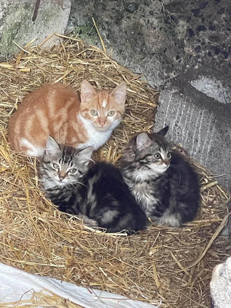 Kittens free to good home - Image 4