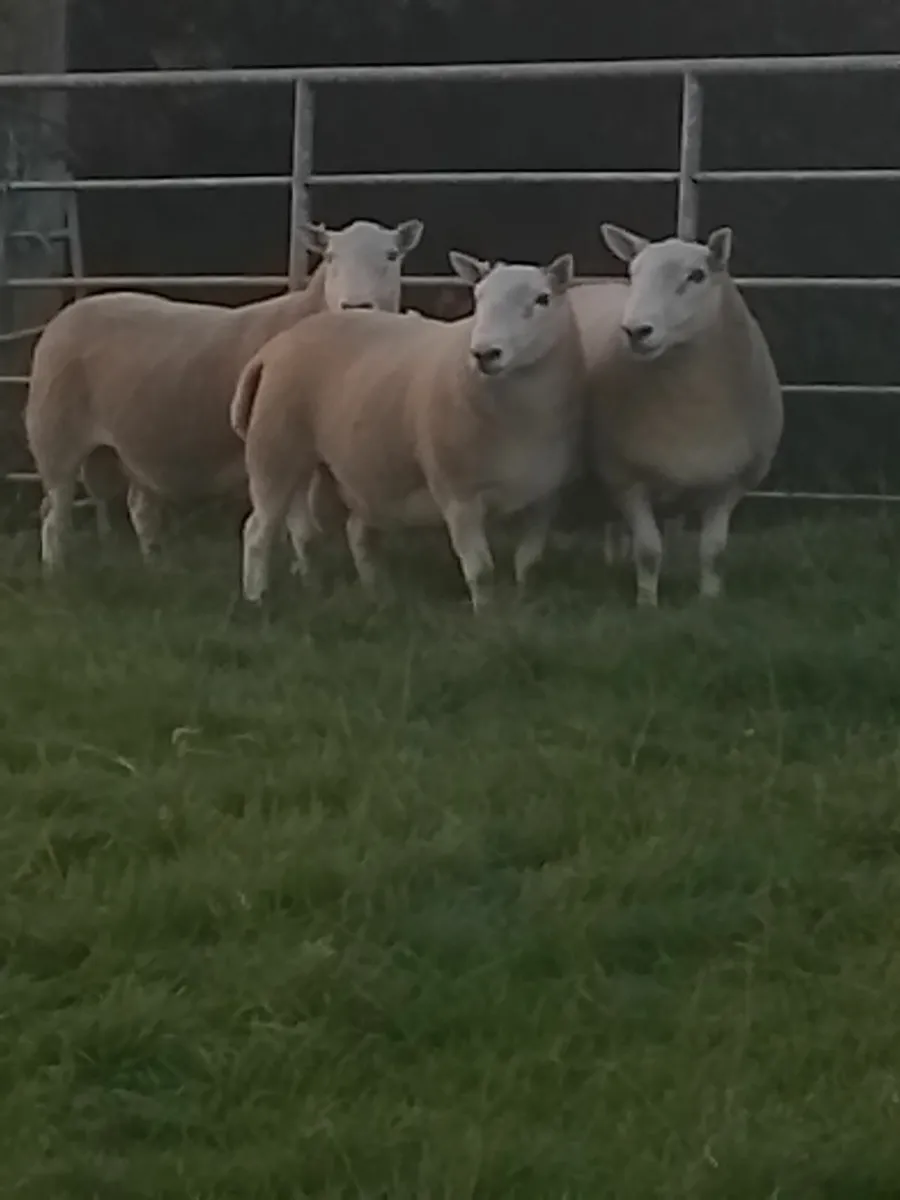 Cheviot Hill Rams - Image 1
