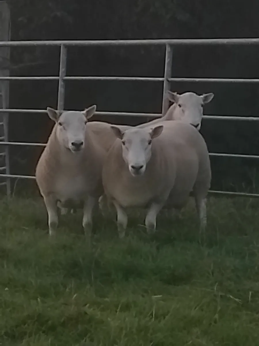 Cheviot Hill Rams - Image 2