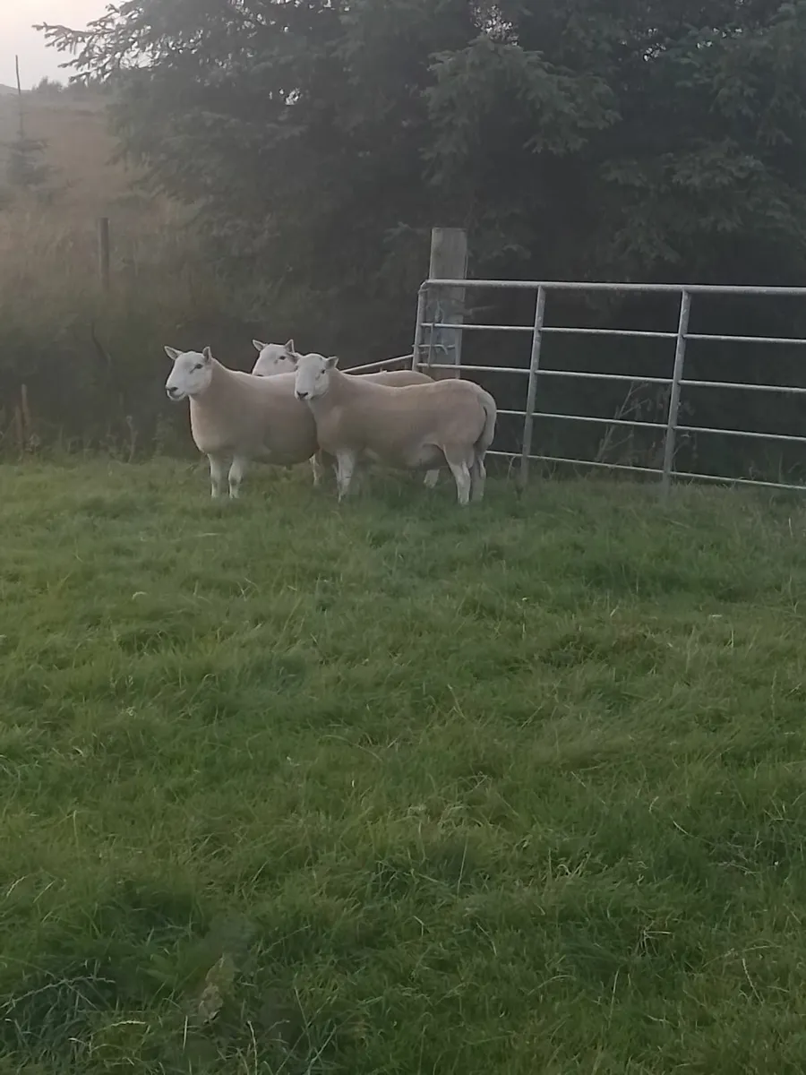 Cheviot Hill Rams - Image 3