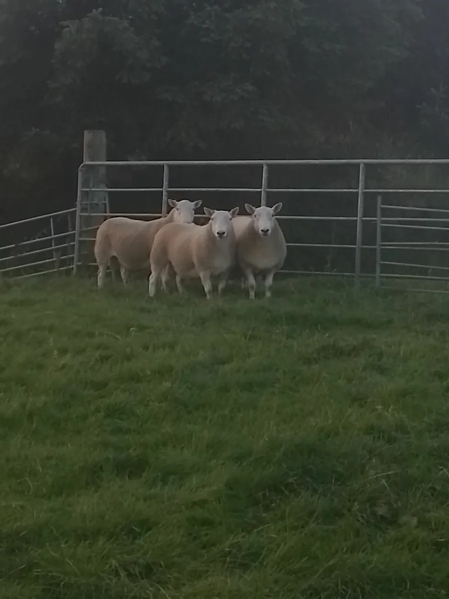Cheviot Hill Rams - Image 4