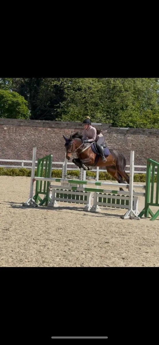 14.2hh Bay 6 yr old Connemara gelding - Image 1
