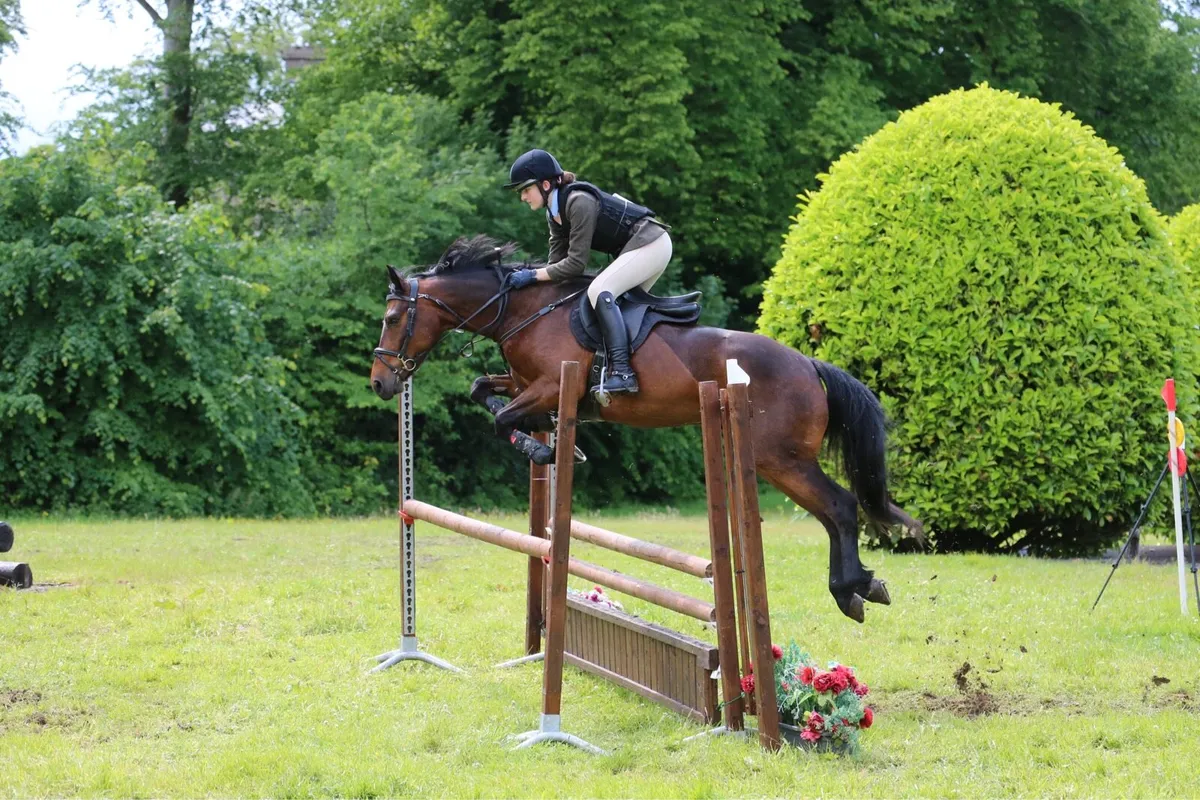 14.2hh Bay 6 yr old Connemara gelding - Image 2