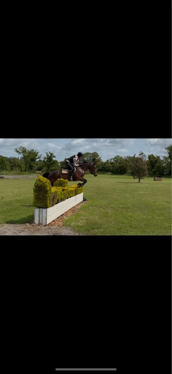 14.2hh Bay 6 yr old Connemara gelding - Image 3