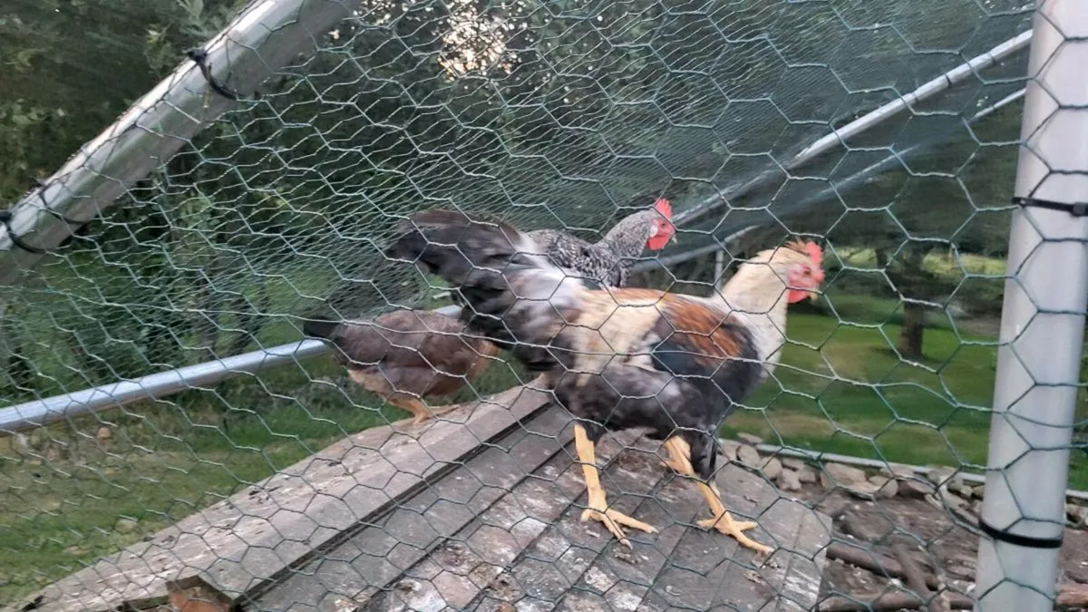 Free roosters