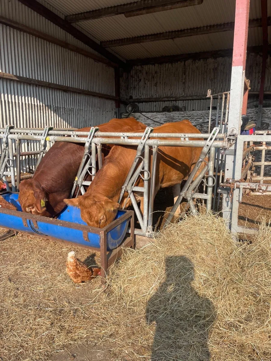 Limousin bull and heifer - Image 1