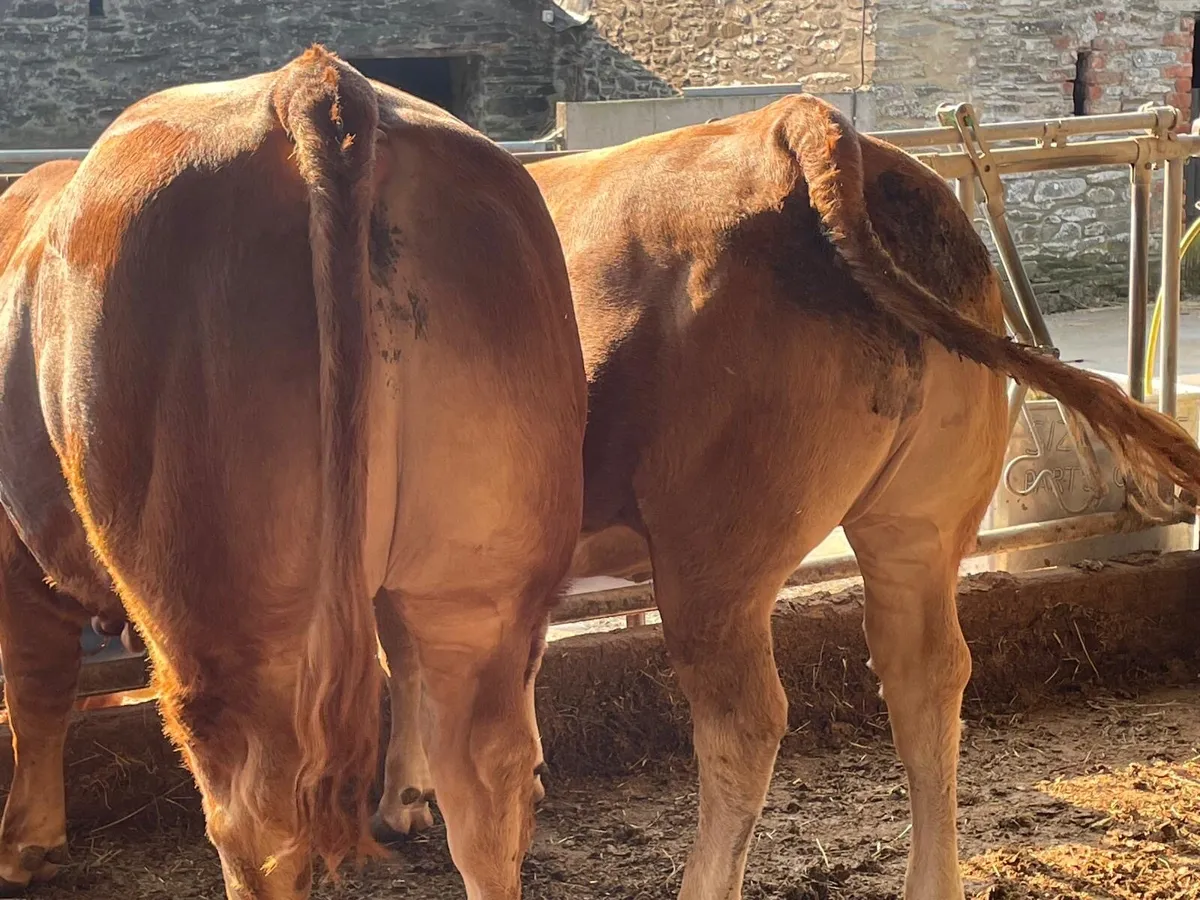 Limousin bull and heifer - Image 2