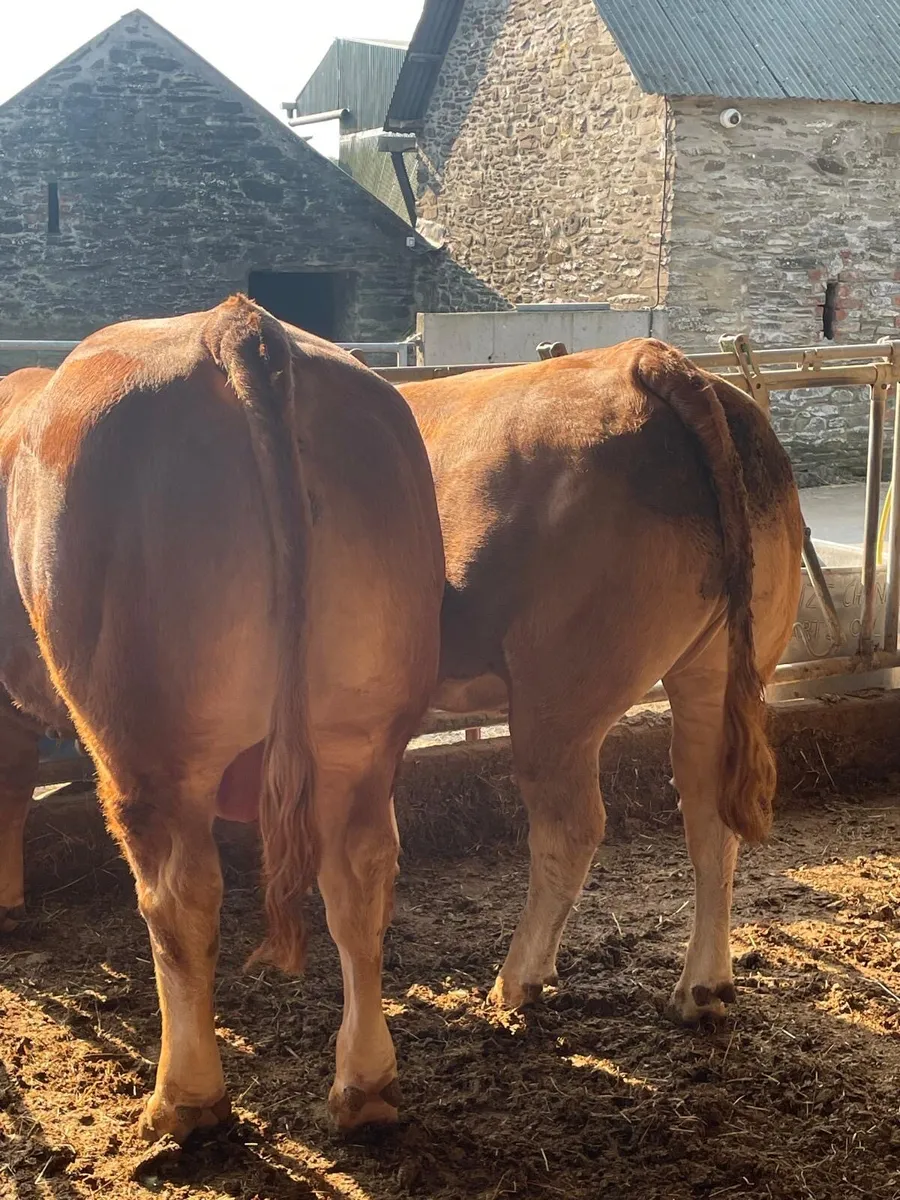Limousin bull and heifer - Image 3