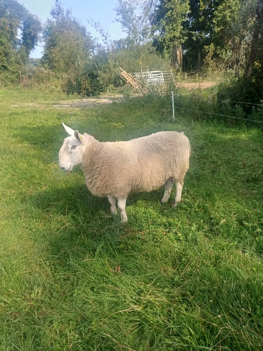 Border leicester ram - Image 1