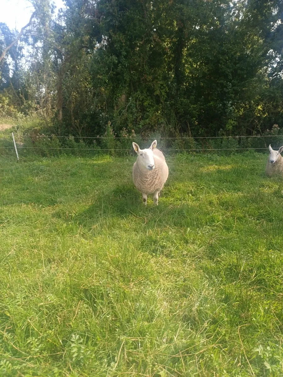 Border leicester ram - Image 3