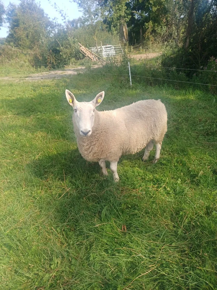 Border leicester ram - Image 4