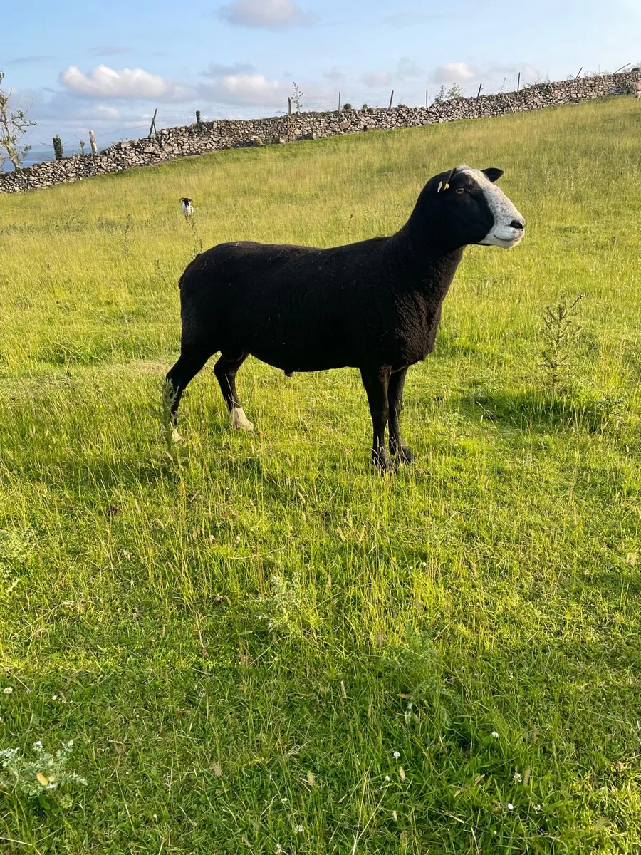 2year old PBR Zwartble Ram - Image 1