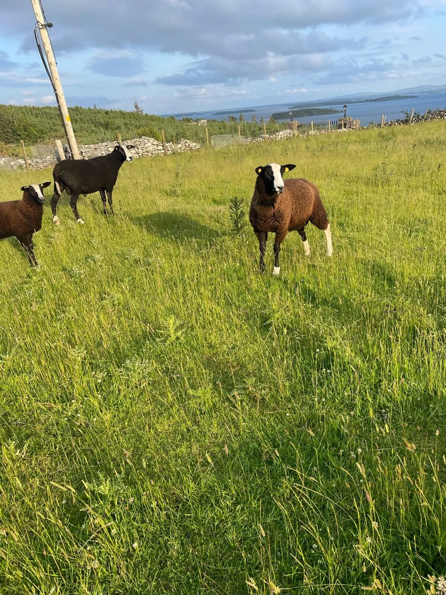2year old PBR Zwartble Ram - Image 2