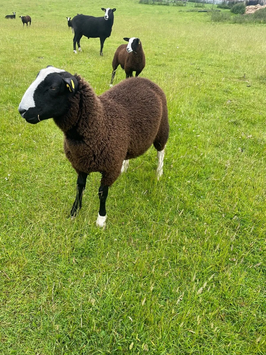 2year old PBR Zwartble Ram - Image 3