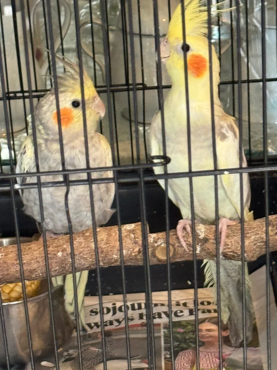 Cockatiels & Indian ringneck parrot - Image 1
