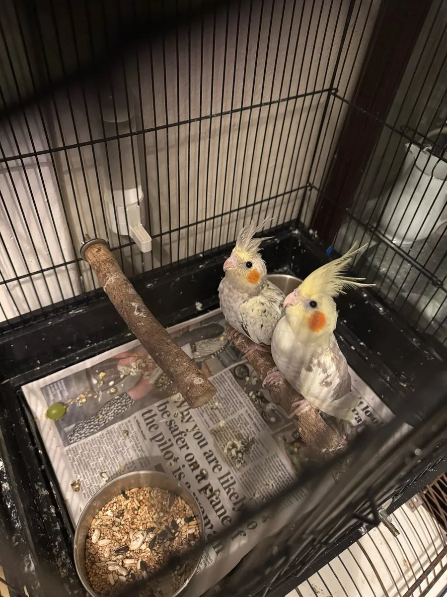 Cockatiels & Indian ringneck parrot - Image 2