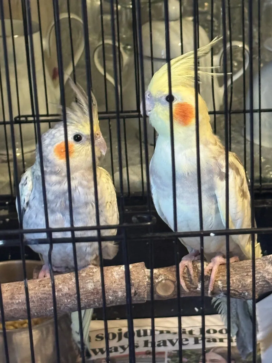 Cockatiels & Indian ringneck parrot - Image 3